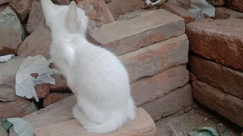 Beautiful Kitten in a Side Back View Stock Footage 346738009