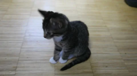 Beautiful kitten sitting on the floor Stock-Footage 44587369