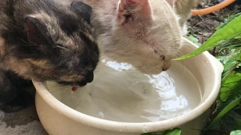 Beautiful kittens drinking water from ceramic Stock Footage 105653426