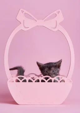 A beautiful kitty with decorations. Stock Photos
