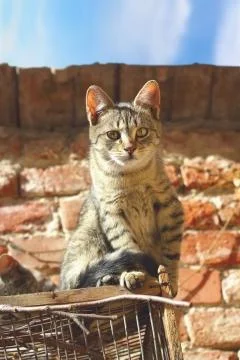 Beautiful kitty looking at the camera Stock Photos