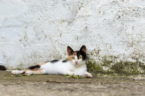 A beautiful kitty looking at the camera Stock Photos