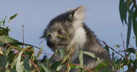 Beautiful; Koala On Tree, Close Up Stock Footage 316857468