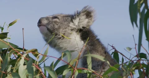 Beautiful; Koala On Tree Stock Footage 316857275