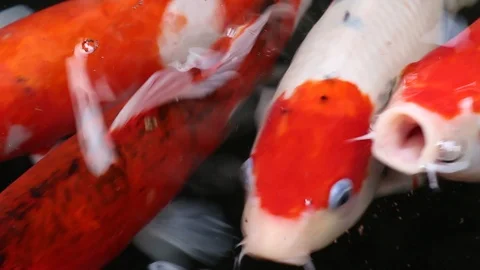 Beautiful Koi carp fish swim in particle floating water Stock Footage 108413402