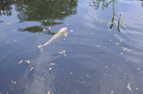 Beautiful koi carp swimming in pond outdoors Stock Photos
