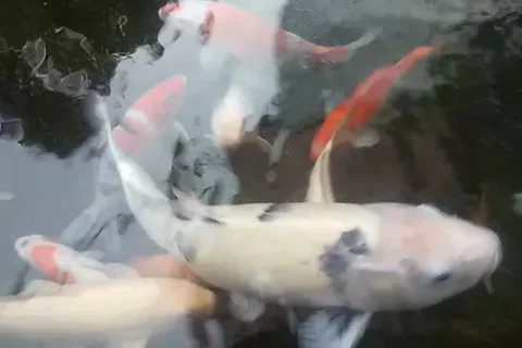 Beautiful koi fish Stock-Footage 208353814