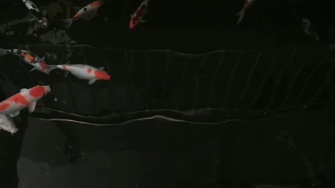 Beautiful koi fish Stock Footage 209793086