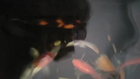 The Beautiful of Koi Fish Stock Footage 240467550