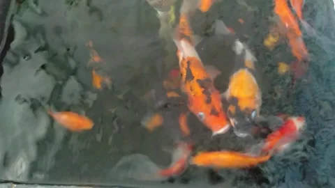 The Beautiful of Koi Fish Stock Footage 241642454
