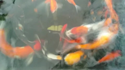 The Beautiful of Koi Fish Stock Footage 241642587