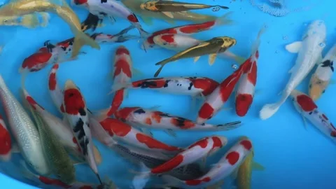 Beautiful koi fish Stock Footage 253846638