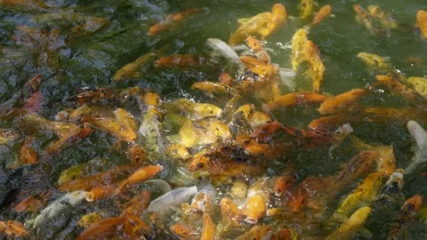 Beautiful koi fish Stock Footage 276972524