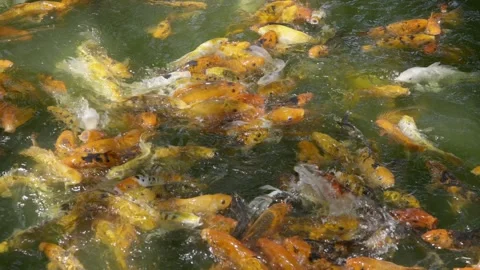 Beautiful koi fish Stock Footage 276972525