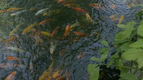 Beautiful koi fish Stock Footage 276972841