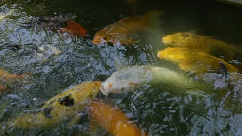 Beautiful koi fish Stock Footage 276973054
