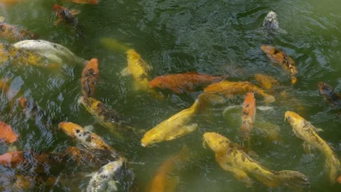 Beautiful koi fish Stock Footage 276973236