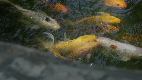 Beautiful koi fish Stock Footage 276973247