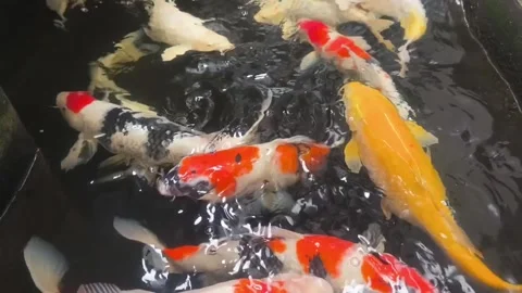 Beautiful koi fish Stock Footage 336675444
