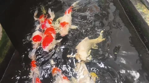 Beautiful koi fish inside the water Stock Footage 336675443