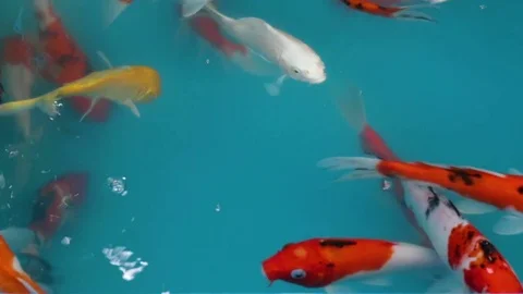 Beautiful Koi fish or Carp fish various color swimming  in  pond. Stock Footage 79854182