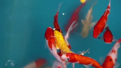 Beautiful Koi fish or Carp fish various color swimming  in blue  pond. Stock Footage 79960929