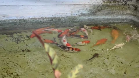 Beautiful koi fish in the pond Stock Footage 147288605