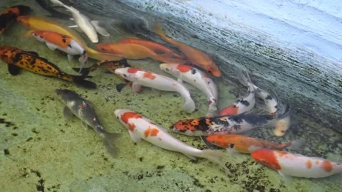 Beautiful koi fish in the pond Stock Footage 147288674