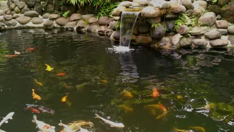 Beautiful Koi Pond Video stock 234591799