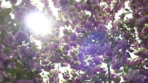 Beautiful kwazan cherry tree blowing in the wind Video stock 87267980