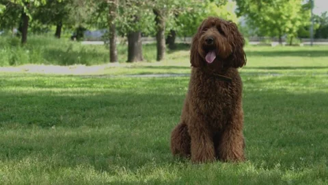 Beautiful labradoodle sits on the grass, against the background of trees Stock Footage 161503038