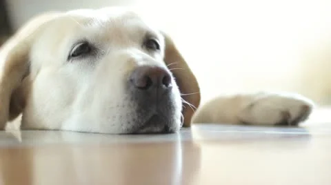 Beautiful labrador is feeling alone Видео 19557125