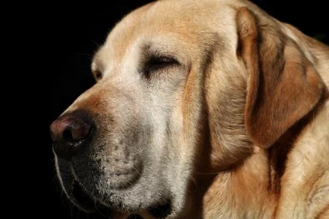Beautiful Labrador posing Stock Photos