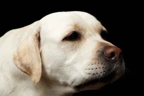 Beautiful Labrador retriever dog in front of isolated black background Stock Photos