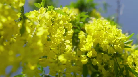 Beautiful Laburnum yellow shrub in drooping racemes in a spring garden Stock Footage 309014866