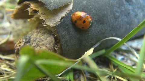 Beautiful Lady bug Stock Footage 11889303