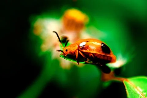 Beautiful lady bug on grass Stock Photos