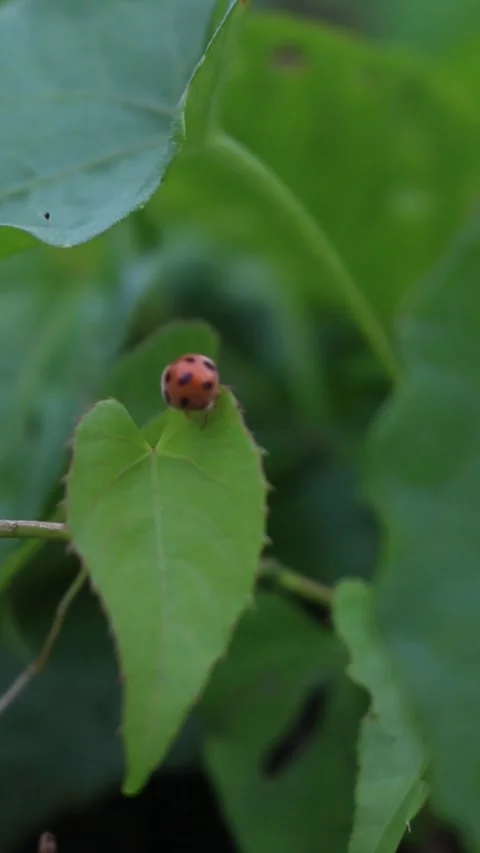 Beautiful Ladybug Stock Footage 306877201