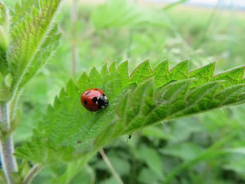 Beautiful ladybug insect predator of aphids beneficial for agriculture Fotos Stock