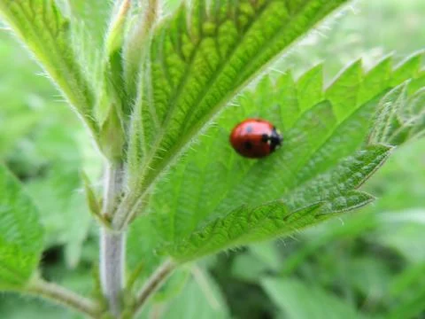 Beautiful ladybug insect predator of aphids beneficial for agriculture Fotos Stock
