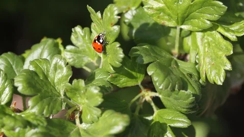 Beautiful ladybug on leaf defocused background. Macro, close up Stock Footage 107898305