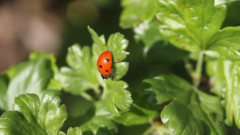 Beautiful ladybug on leaf defocused background. Macro, close up Video stock 107898435