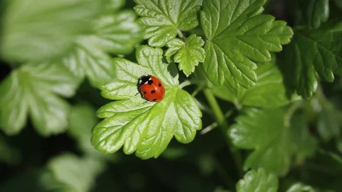 Beautiful ladybug on leaf defocused background. Macro, close up Stock Footage 107898526