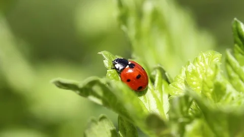 Beautiful ladybug on leaf defocused background. Macro, close up Stock Footage 107898595
