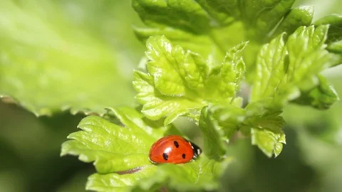Beautiful ladybug on leaf defocused background. Macro, close up Stock Footage 107898617