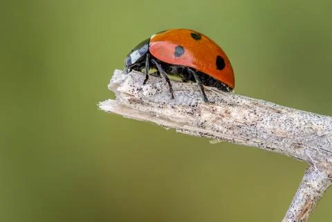 A beautiful Ladybug 写真素材