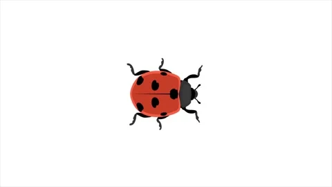 Beautiful ladybug on white background Stock Footage 233831236