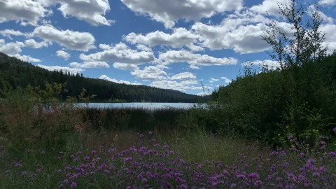 Beautiful Lake and grasslands Stock Footage 146821453