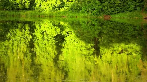 Beautiful lake with flat surface in forest Stock Footage 85210139