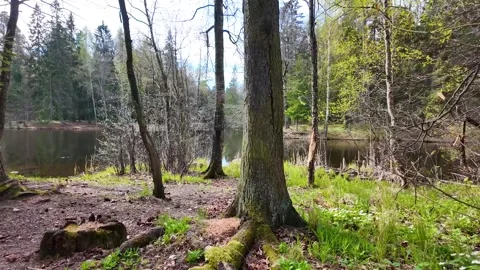 Beautiful lake in the forest in early spring. Slowmotion Stock Footage 337784278